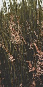 Naturaleza,Hierba,Verduras,Matorral,Matorrales