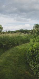 Grass,Greens,Track,Nature,Landscape