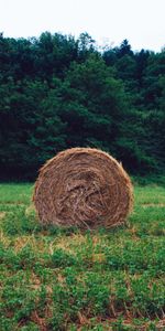 Grass,Hay,Stack,Forest,Rick,Nature