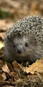 Grass,Hedgehog,Animals,Leaves,Autumn