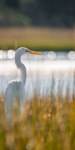 Grass,Heron,Wildlife,Animals,Bird