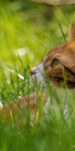 Animaux,Herbe,Cacher,Chat,Pissenlit