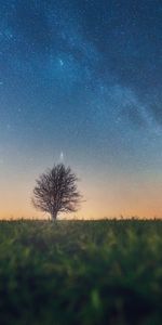 Hierba,Horizonte,Madera,Árbol,Cielo Estrellado,Naturaleza