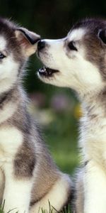 Grass,Husky,Animals,Pair,Dogs,Couple,Puppies