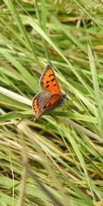 Grass,Insect,Animals,Wings,Butterfly