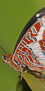 Grass,Insect,Macro,Lines,Butterfly,Patterns