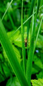 Grass,Insects