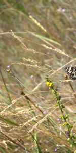 Herbe,Insectes,Papillons