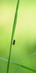 Grass,Insects,Flies