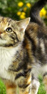 Grass,Kitty,Muzzle,Striped,Sweetheart,Nice,Animals,Kitten