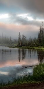 Grass,Lake,Spruce,Fir,Nature,Forest