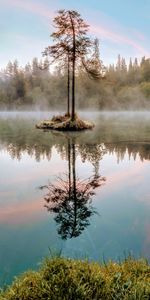 Herbe,Bois,Nature,Arbre,Branches,Lac