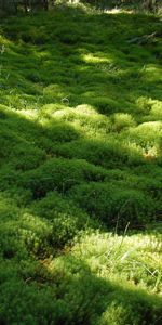 Herbe,Paysage