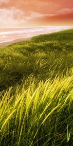 Grass,Landscape,Sea