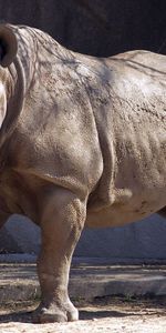 Rhinocéros,Herbe,Grande,Grand,Réserve,Réserver,Animaux