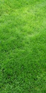 Grass,Lawn,Field,Texture,Textures