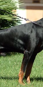 Herbe,Laisse,Chasser,Vigilance,Doberman,Dobermann,Animaux,Chasse