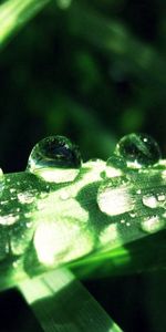 Herbe,Feuilles,Drops,Macro,Rosée