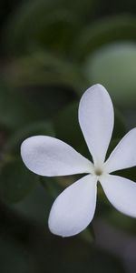 Grass,Leaves,Flower,Macro,Petals