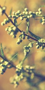 Grass,Leaves,Macro,Branch,Greens