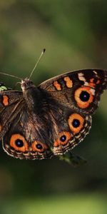 Grass,Leaves,Macro,Butterfly