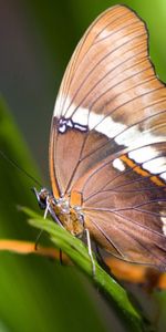 Grass,Leaves,Macro,Butterfly