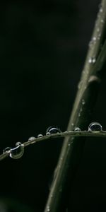 Grass,Leaves,Macro,Dew,Drops