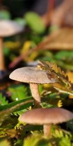 Grass,Leaves,Macro,Dew,Mashrooms,Drops