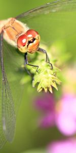 Herbe,Macro,Éblouissement,Éclat,Feuilles,Libellule