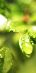 Hierba,Hojas,Drops,Planta,Macro