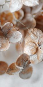 Grass,Leaves,Macro,Form,Dry