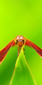 Grass,Leaves,Macro,Glare,Insect,Greased,Smeared