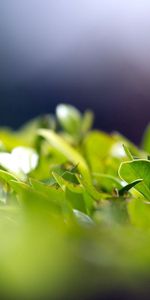 Herbe,Légumes Verts,Feuilles,Macro,Verdure