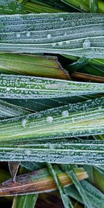 Herbe,Feuilles,Fermer,Macro,Gel,Gros Plan,Givre