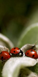 Grass,Leaves,Macro,Ladybug,Ladybird