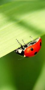 Grass,Leaves,Macro,Ladybug,Ladybird