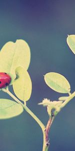 Grass,Leaves,Macro,Ladybug,Ladybird,Background