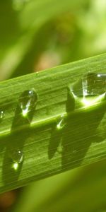 Grass,Leaves,Macro,Light,Light Coloured,Dew,Drops