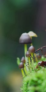 Herbe,Feuilles,Macro,Mousse,Champignons