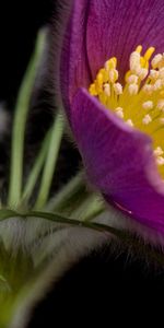 Grass,Leaves,Macro,Petals,Flower
