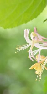 Hierba,Hojas,Macro,Planta