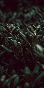 Grass,Leaves,Macro,Plants