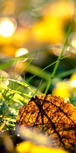 Herbe,Macro,Briller,Lumière,Matin,Feuilles,Automne