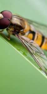 Grass,Leaves,Macro,Surface,Bee