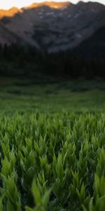 Grass,Leaves,Nature,Mountains,Plants