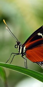 Grass,Leaves,Patterns,Macro,Wings,Butterfly