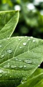 Grass,Leaves,Plant,Macro,Drops,Form