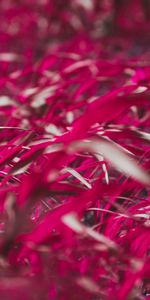 Grass,Leaves,Plant,Macro,Pink