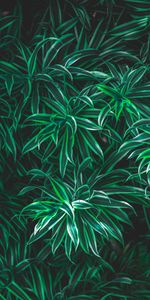 Grass,Leaves,Plant,Macro,Vegetation,Striped