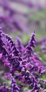 Grass,Leaves,Plant,Macro,Violet,Purple